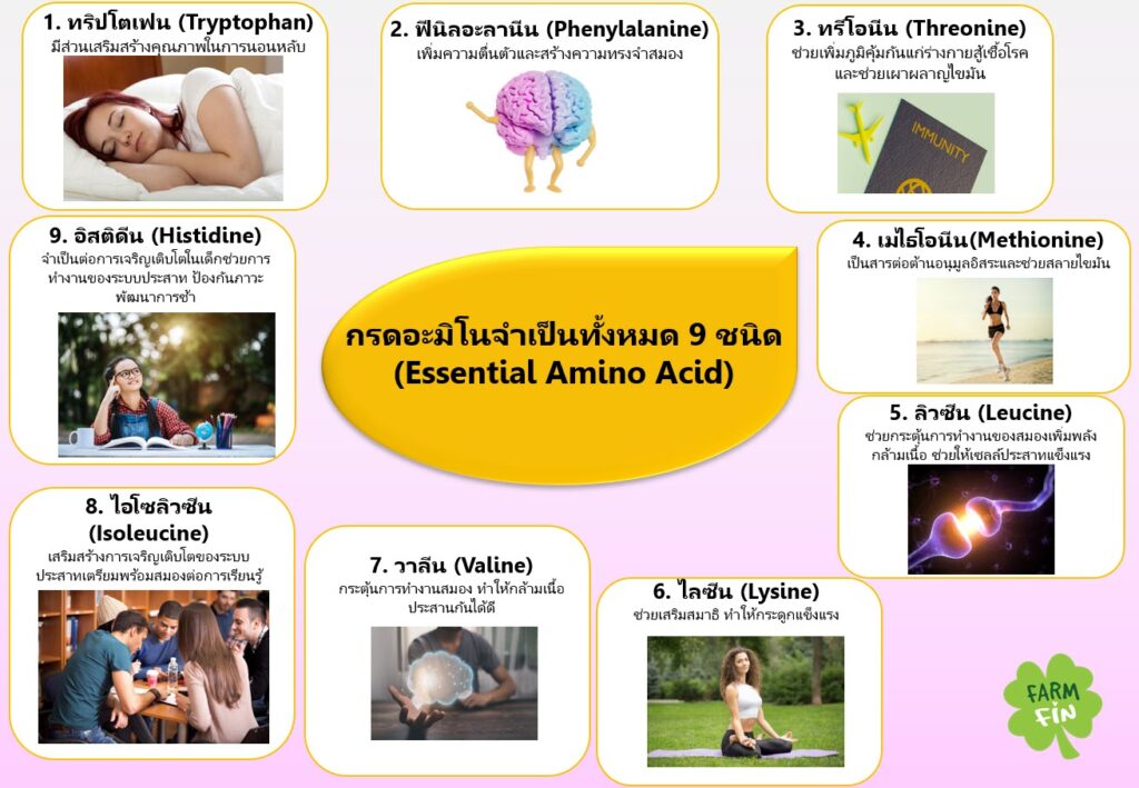 essential amino acid fat กรดไขมัน โอเมก้า 3 6 9